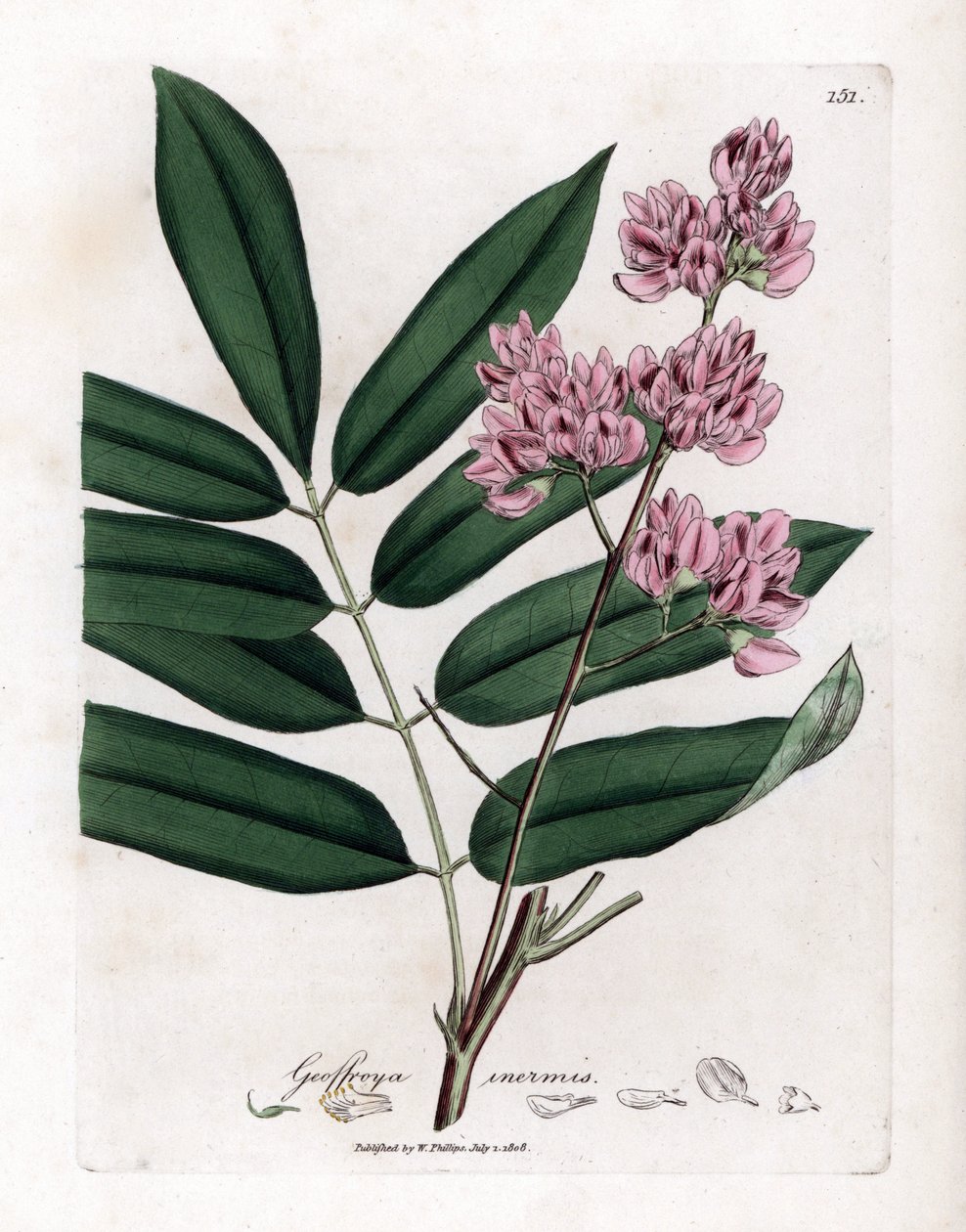 Kapusta lub kora kapusty - Kapusta, Andira inermis. Ręcznie kolorowany miedzioryt z ilustracji botanicznej autorstwa Jamesa Sowerby