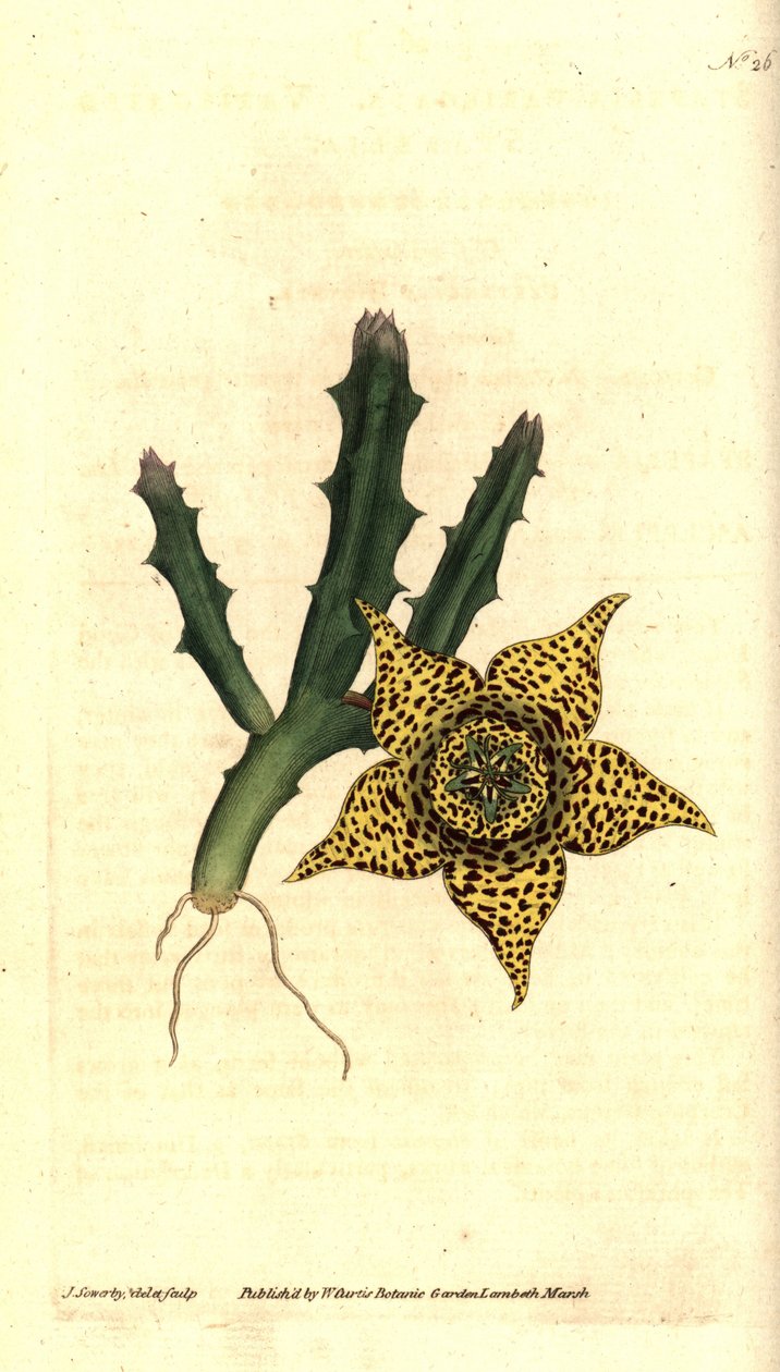 Skrobia kaktusowa - Orbea variegata (Stapelia variegata, Stapelia variegata). Ręcznie grawerowany miedzioryt i ilustracja botaniczna autorstwa Jamesa Sowerby