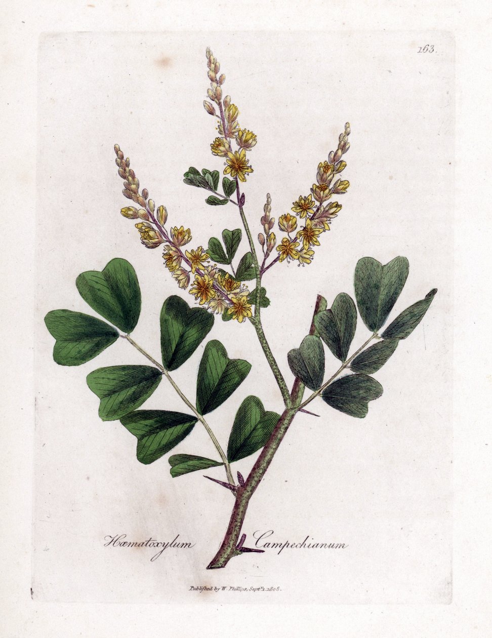Drewno Campeche lub Campeche - Logwood, Haematoxylum campechianum. Ręcznie kolorowany miedzioryt z ilustracji botanicznej autorstwa Jamesa Sowerby