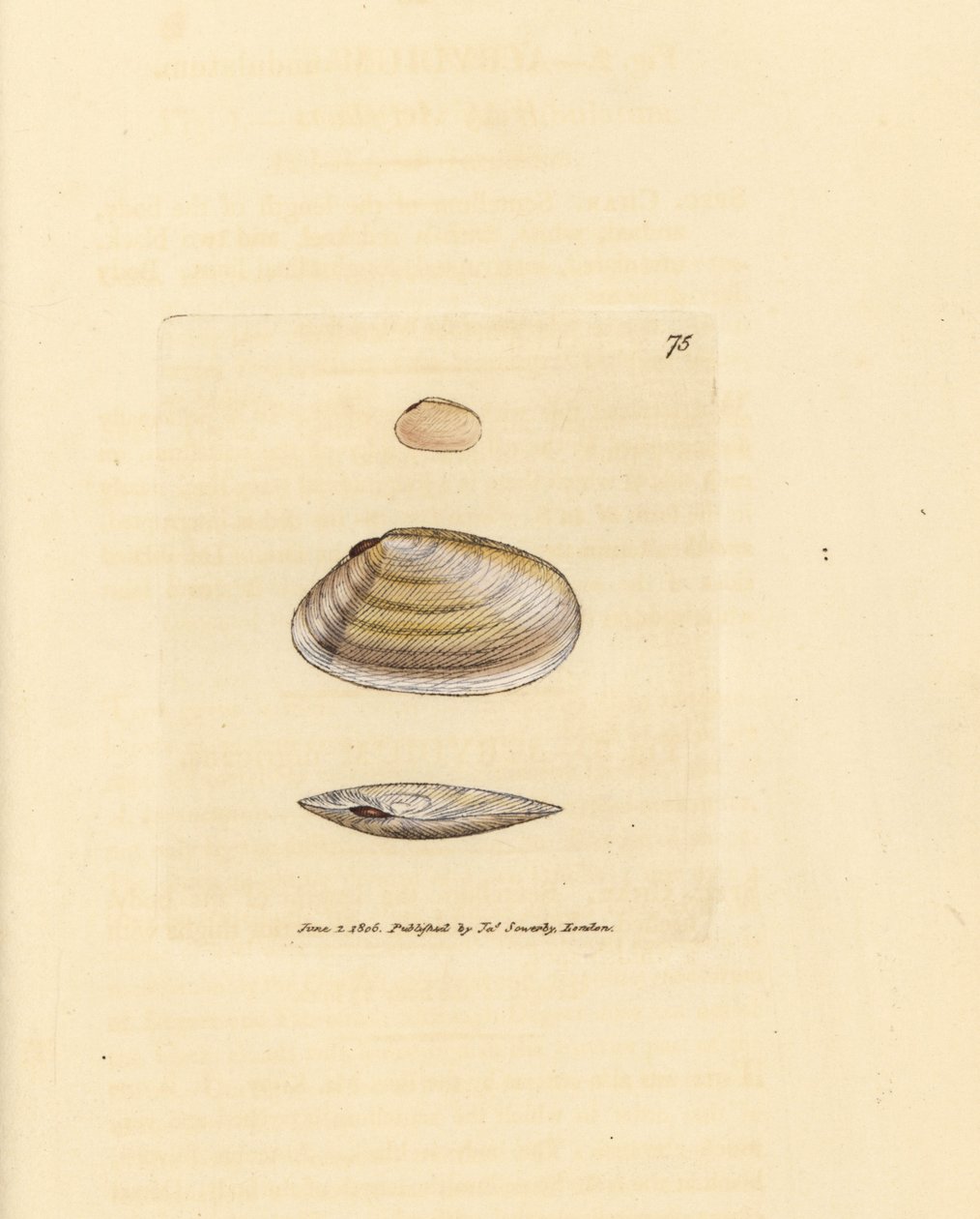 Cukierek Tellina Shell, Tellina similis. Miedzioryt ręcznie barwiony autorstwa Jamesa Sowerby