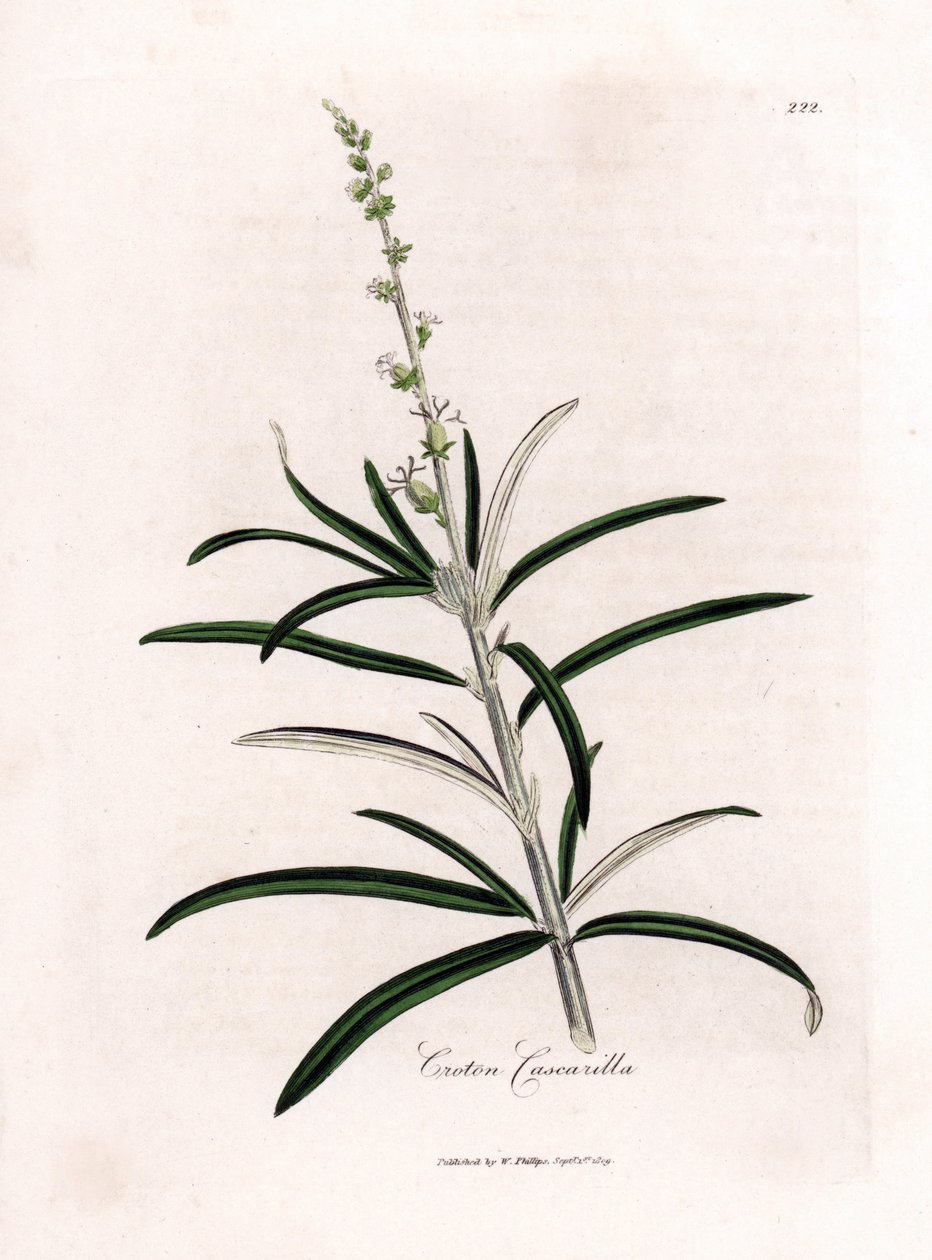 Cascarille officinale lub miękkie drewno lub sztuczna quinquina - Cascarilla, Croton eluteria. Ręcznie kolorowany miedzioryt z ilustracji botanicznej autorstwa Jamesa Sowerby