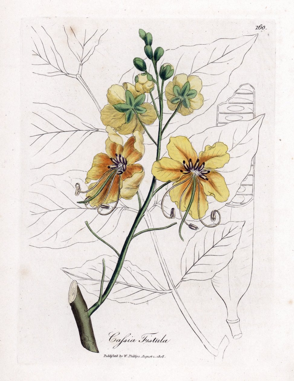 Cassia, fałszywy sen, sztuczny chleb świętojański, złoty deszcz lub canefier - Drzewo złotego deszczu, przetoka Cassia. Ręcznie kolorowany miedzioryt z ilustracji botanicznej autorstwa Jamesa Sowerby