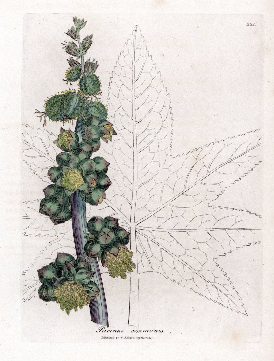 Rycynowy - Roślina olejku rycynowego, Ricinus communis. Ręcznie kolorowany miedzioryt z ilustracji botanicznej autorstwa Jamesa Sowerby