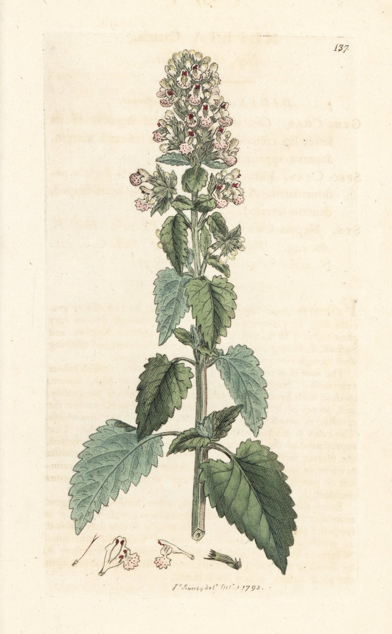 Kocimiętka, Nepeta cataria (cataire) Odręczny miedzioryt według ilustracji Jamesa Sowerby
