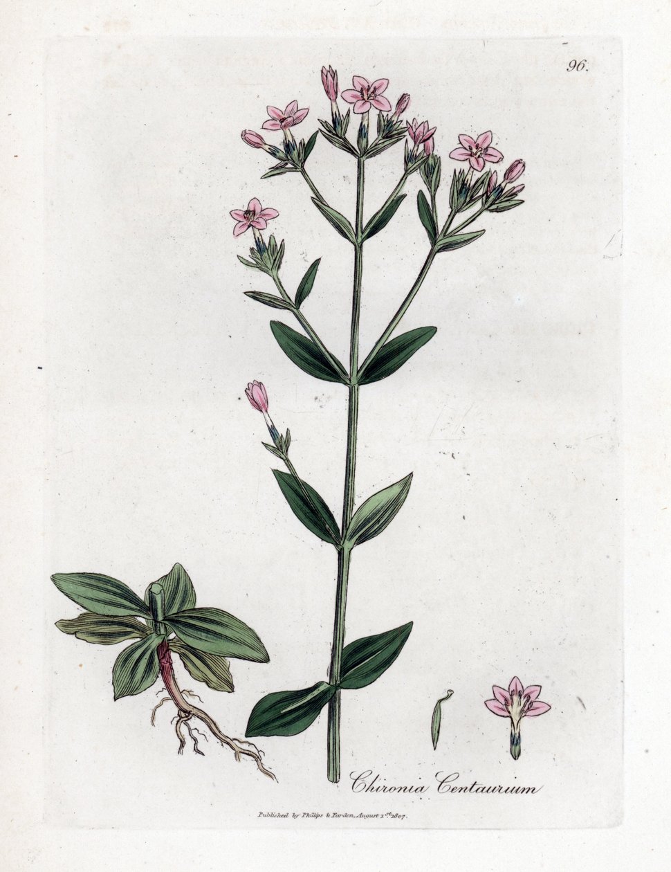 Centauree Chironia - Centaury, Chironia centaurium. Ręcznie kolorowany miedzioryt z ilustracji botanicznej autorstwa Jamesa Sowerby