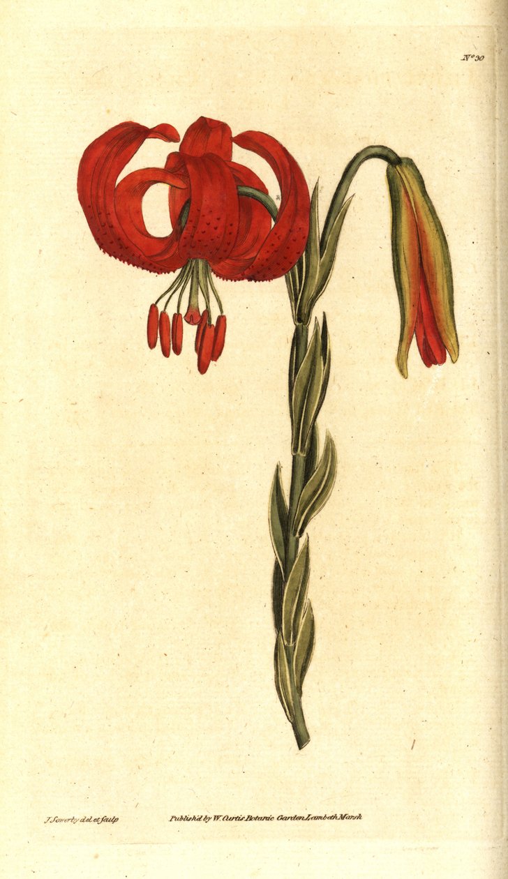 Lilia chalcedońska - Lilia chalcedońska, Lilium chalcedonicum. Ręcznie grawerowany miedzioryt i ilustracja botaniczna autorstwa Jamesa Sowerby