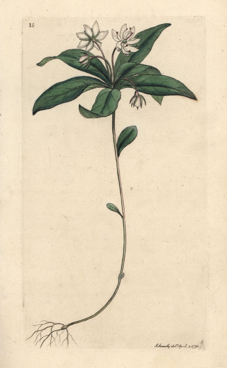 Chickweed winter-green, Lysimachia europaea (Trientalis europaea) (Trientale d