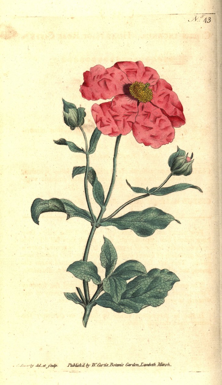 Cistus - Czystek siwy czystka różowozłoty, Cistus incanus. Ręcznie grawerowany miedzioryt i ilustracja botaniczna autorstwa Jamesa Sowerby