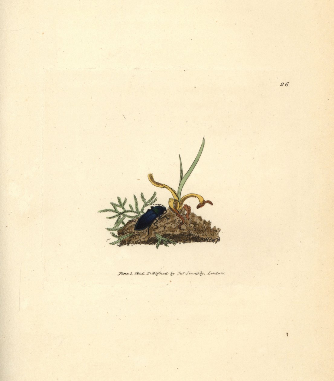 Besouro do clique, Selatosomus aeneus (Elater cyaneus). Gravura em placa de cobre colorida à mão por James Sowerby de The British Miscellany, ou figuras coloridas de assuntos animais novos, raros ou pouco conhecidos.polonês autorstwa James Sowerby