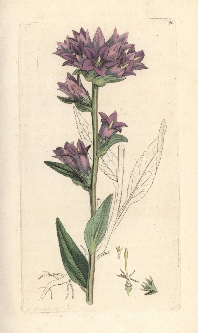Dzwonek skupiony, Campanula glomerata (Campanule agglomeree) Ręcznie kolorowany miedzioryt według ilustracji Jamesa Sowerby