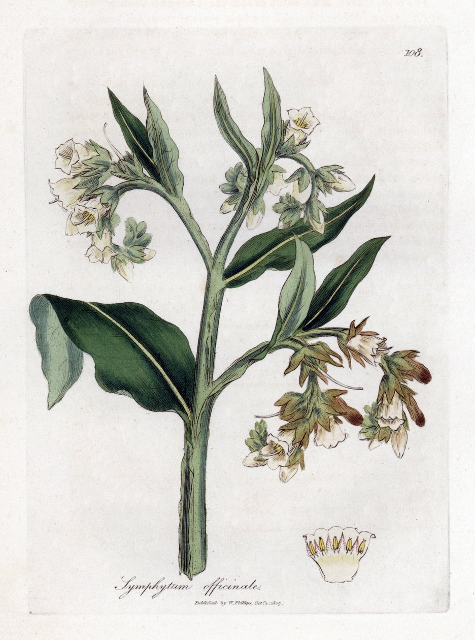 Żywokost lekarski - żywokost lekarski, Symphytum officinale. Ręcznie kolorowany miedzioryt z ilustracji botanicznej autorstwa Jamesa Sowerby