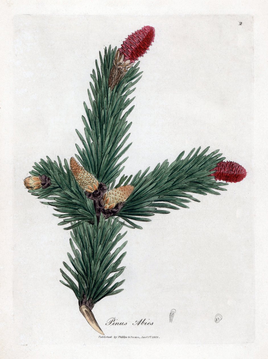 Epicea pospolita - świerk pospolity, Pinus abies. Ręcznie kolorowany miedzioryt z ilustracji botanicznej autorstwa Jamesa Sowerby