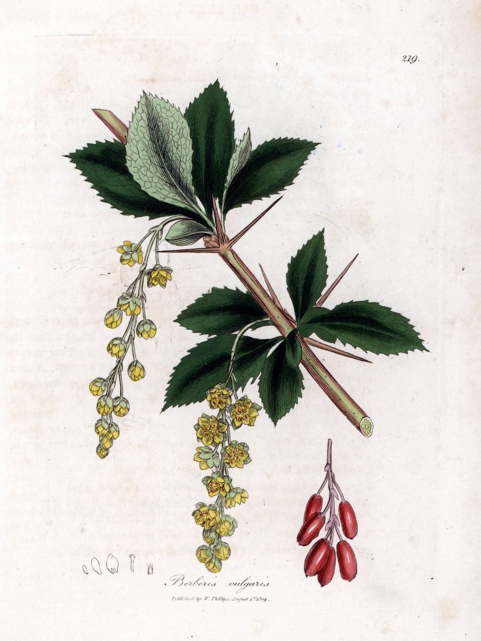 Berberys pospolity - Berberys pospolity, Berberis vulgaris. Ręcznie kolorowany miedzioryt z ilustracji botanicznej autorstwa Jamesa Sowerby
