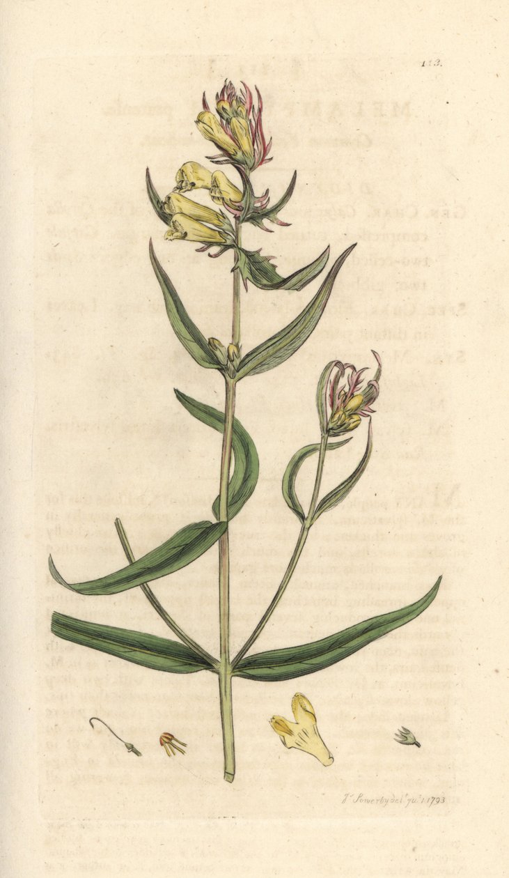 Krowa zwyczajna, Melampyrum pratense (Melampyre des pres, Millet Wood, Cochelet, Yellow savory) Ręcznie kolorowany miedzioryt według ilustracji Jamesa Sowerby
