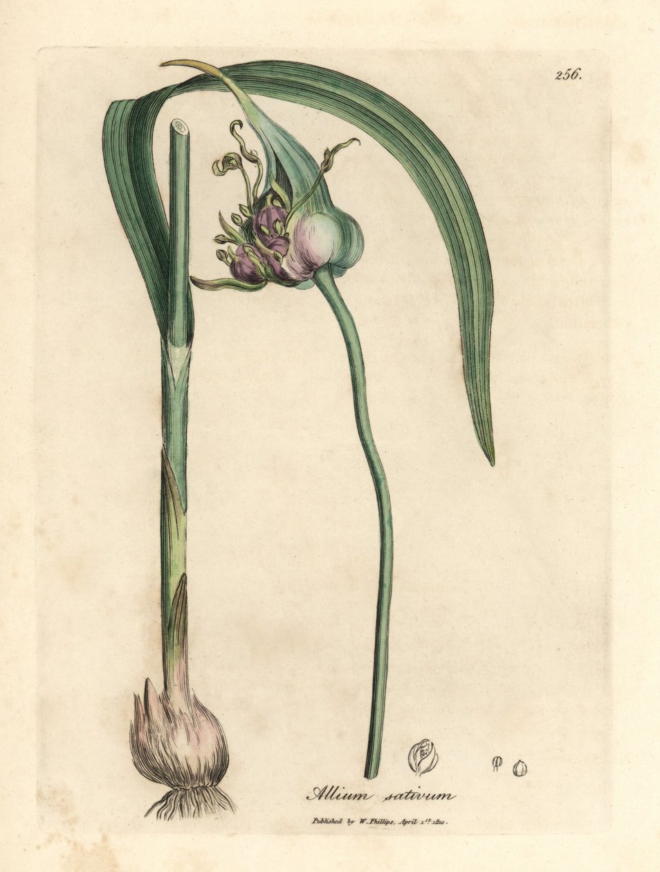 Powszechnie uprawiany czosnek, Allium sativum autorstwa James Sowerby