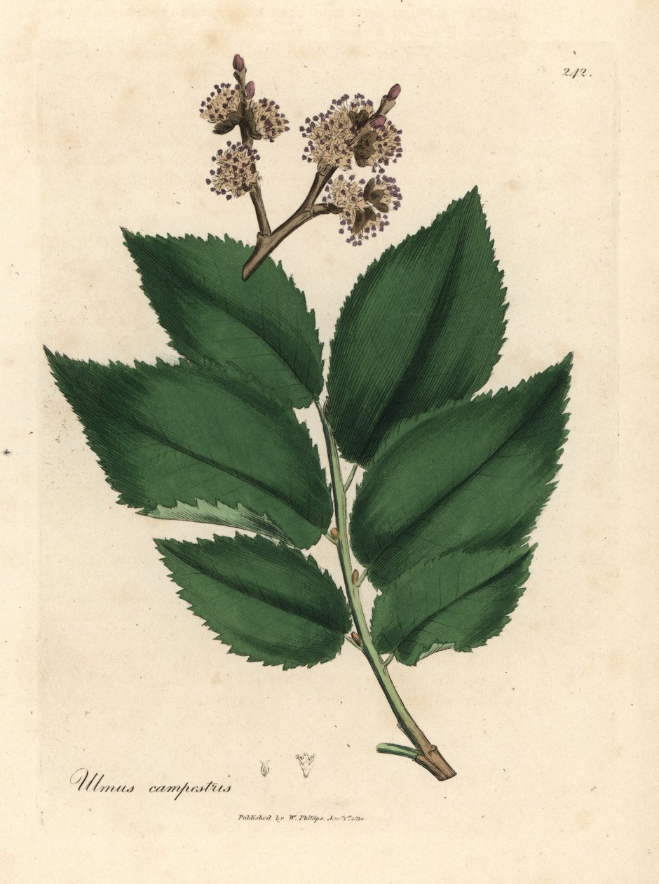 Wiąz pospolity, Ulmus plainstris autorstwa James Sowerby
