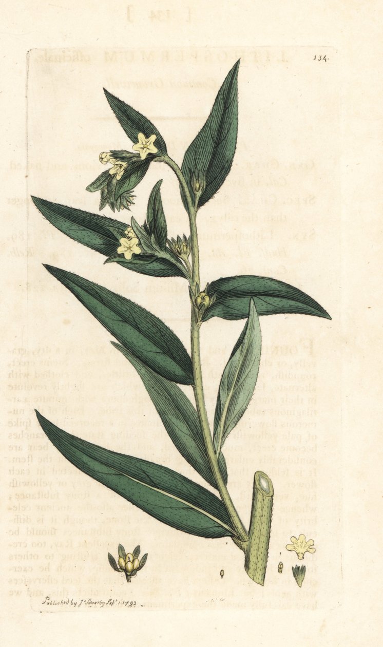 Kroplówka pospolita, Lithospermum officinale (Gremil officinal) Miedzioryt ręcznie kolorowany według ilustracji Jamesa Sowerby