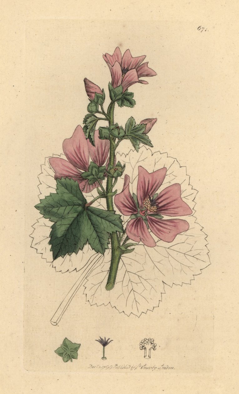 Malwa pospolita, Malva sylvestris Odręczny miedzioryt według rysunku Jamesa Sowerby