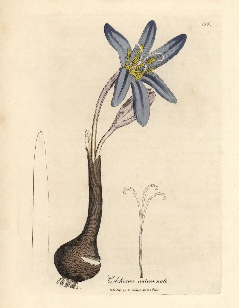 Szafran łąkowy, Colchicum autumnale autorstwa James Sowerby