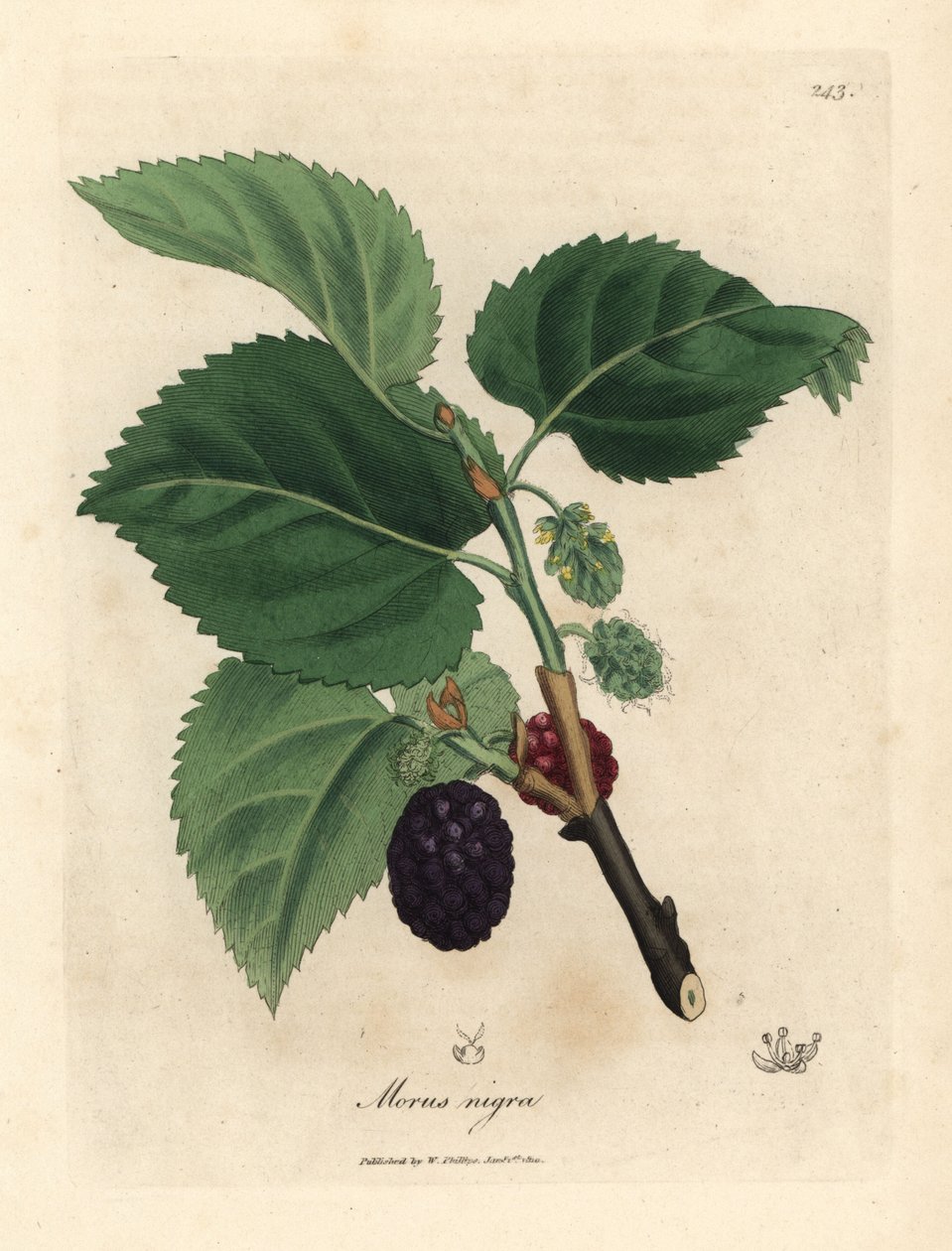 Drzewo morwy pospolitej, Morus nigra autorstwa James Sowerby