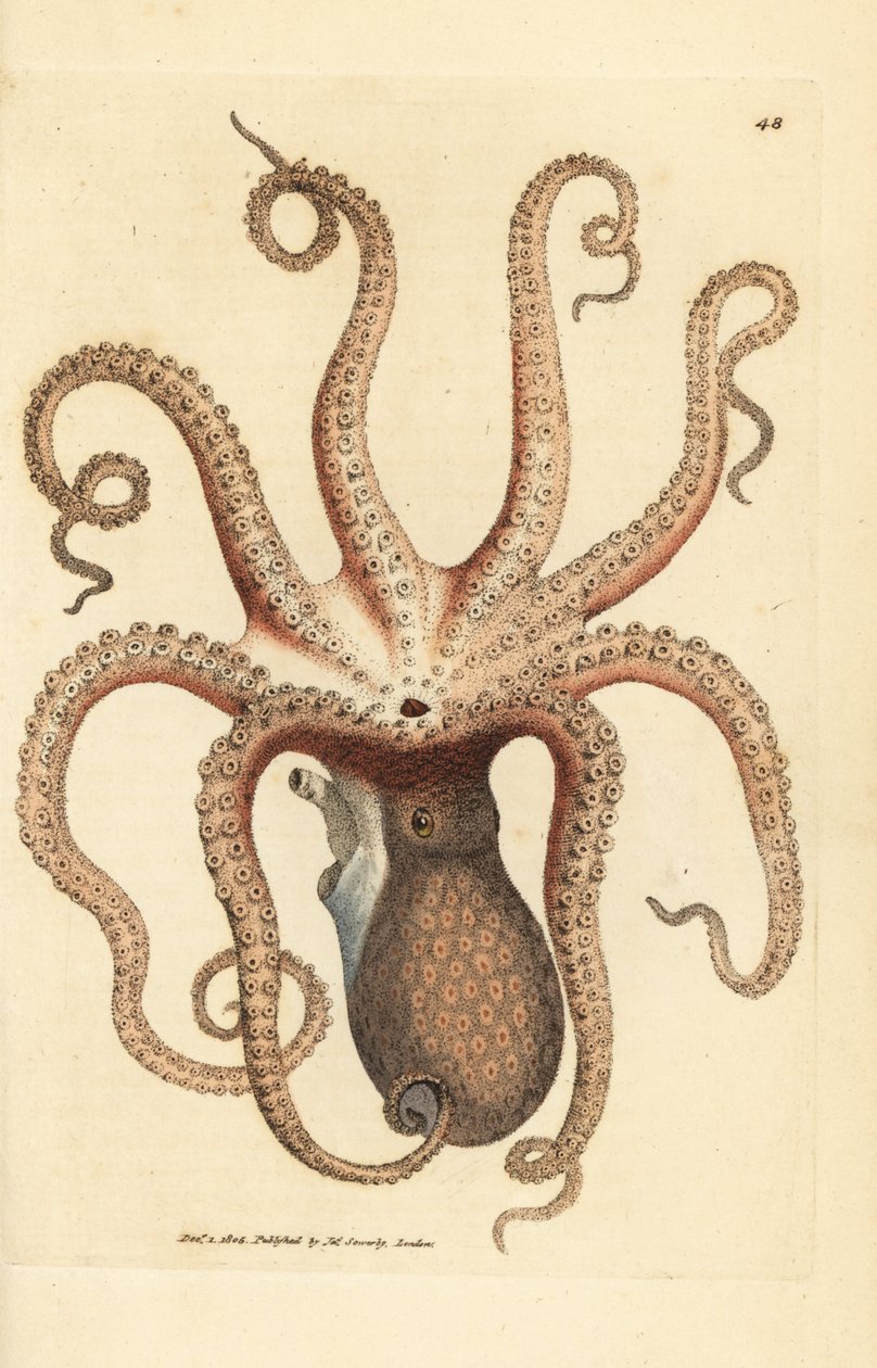 Ośmiornica zwyczajna Octopus vulgaris (mątwa ośmioramienna, ośmiornica sepia). Miedzioryt ręcznie barwiony autorstwa Jamesa Sowerby
