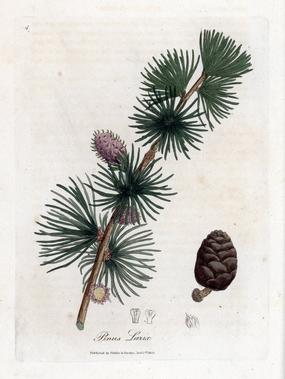 Meleze pospolita lub europejska - modrzew europejski, Larix decidua. Ręcznie kolorowany miedzioryt z ilustracji botanicznej autorstwa Jamesa Sowerby