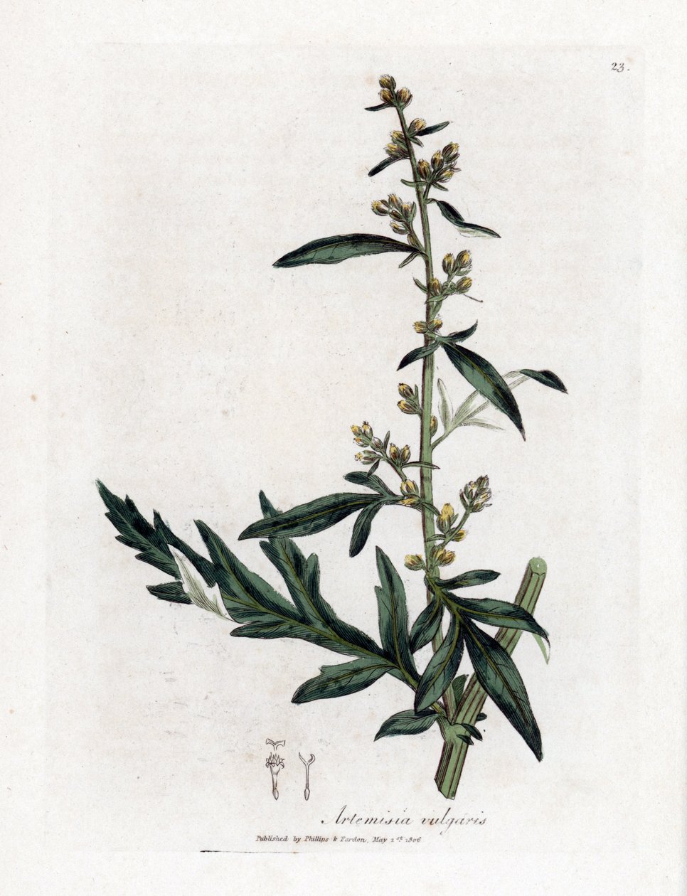 Artemísia comum ou vulgar - artemísia, Artemisia vulgaris. Gravura em placa de cobre colorida à mão de uma ilustração botânica de James Sowerby de William Woodville e Sir William Jackson Hooker
