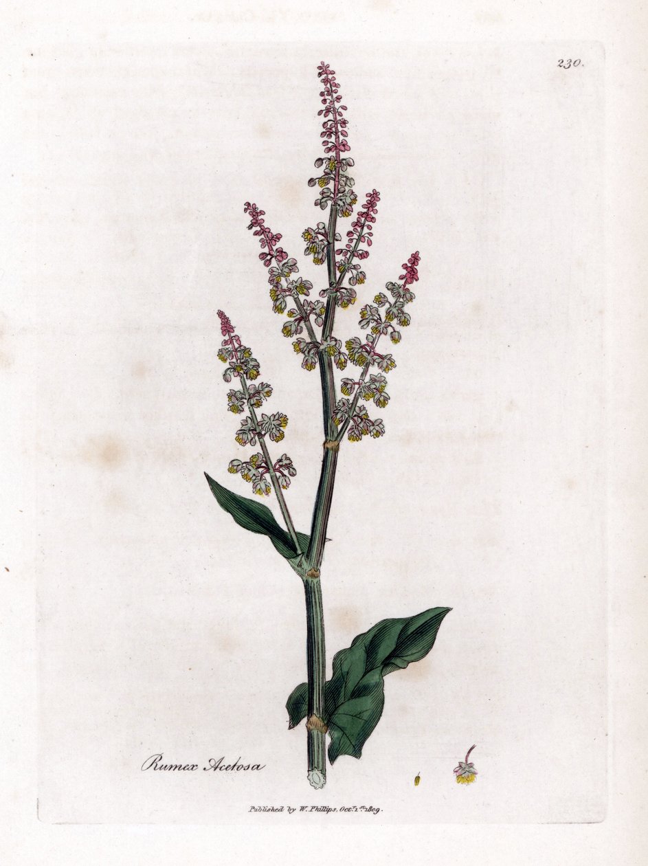 Pospolity oseille lub duży szczaw - Szczaw ogrodowy, Rumex acetosa. Ręcznie kolorowany miedzioryt z ilustracji botanicznej autorstwa Jamesa Sowerby