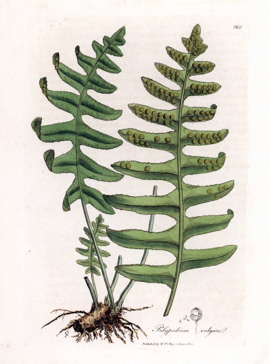 Polypoda comum ou alcaçuz de madeira (samambaia) - Polypody comum, Polypodium vulgare. Gravura em placa de cobre colorida à mão de uma ilustração botânica de James Sowerby de William Woodville e Sir William Jackson Hooker