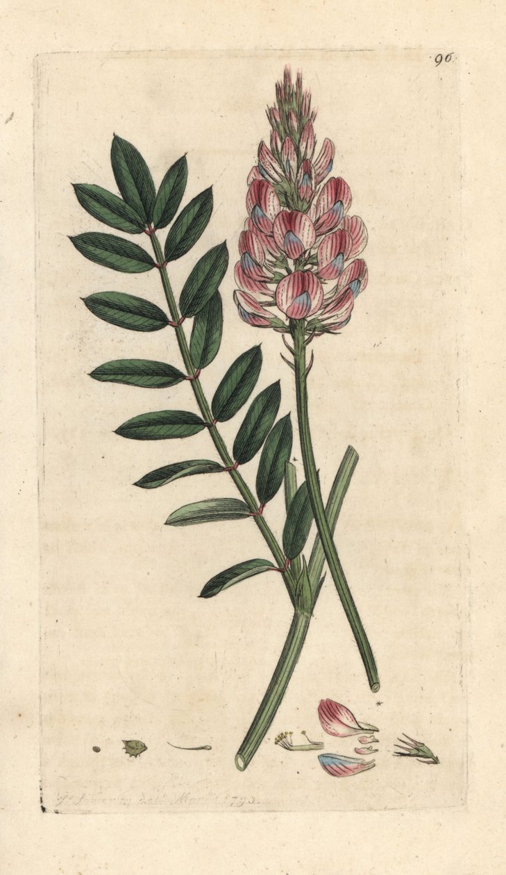 polish autorstwa James Sowerby