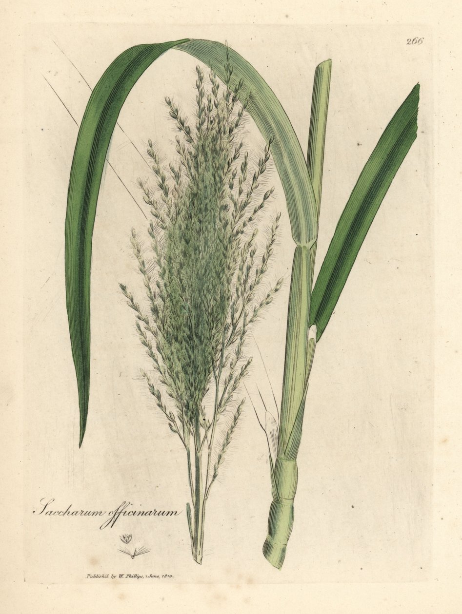 Pospolita trzcina cukrowa, cukrownia autorstwa James Sowerby