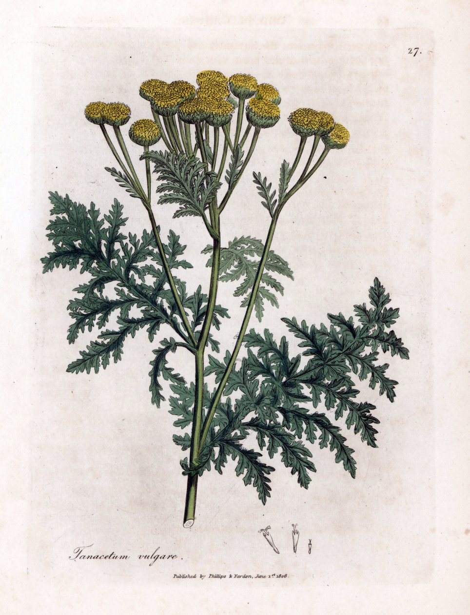 Wrotycz pospolity lub plusk - Wrotycz pospolity, Tanacetum vulgare. Ręcznie kolorowany miedzioryt z ilustracji botanicznej autorstwa Jamesa Sowerby