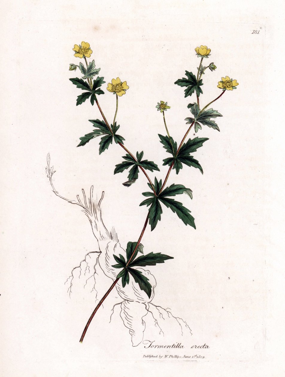 Kuriernik pospolity, Potentilla erecta. Ręcznie kolorowany miedzioryt z ilustracji botanicznej autorstwa Jamesa Sowerby