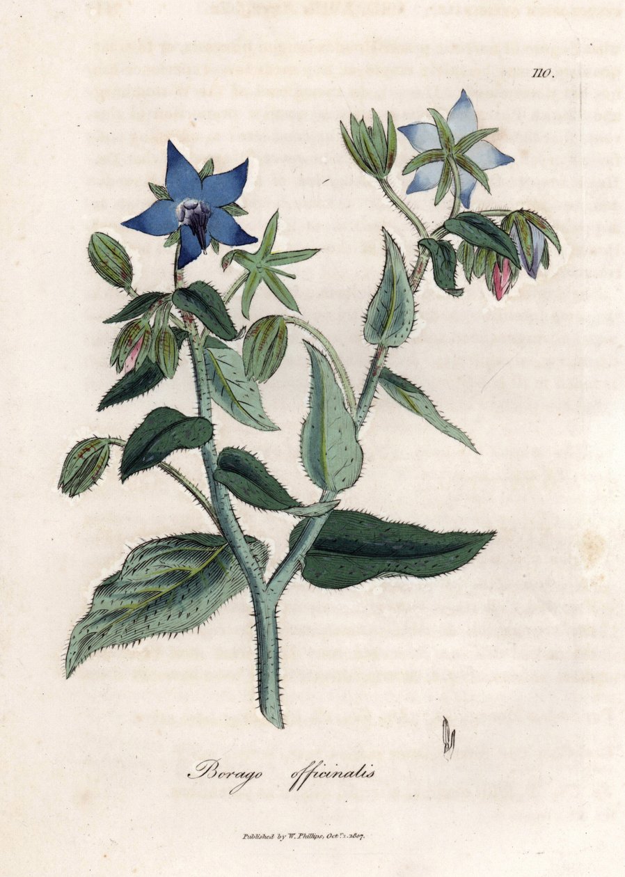 polish autorstwa James Sowerby