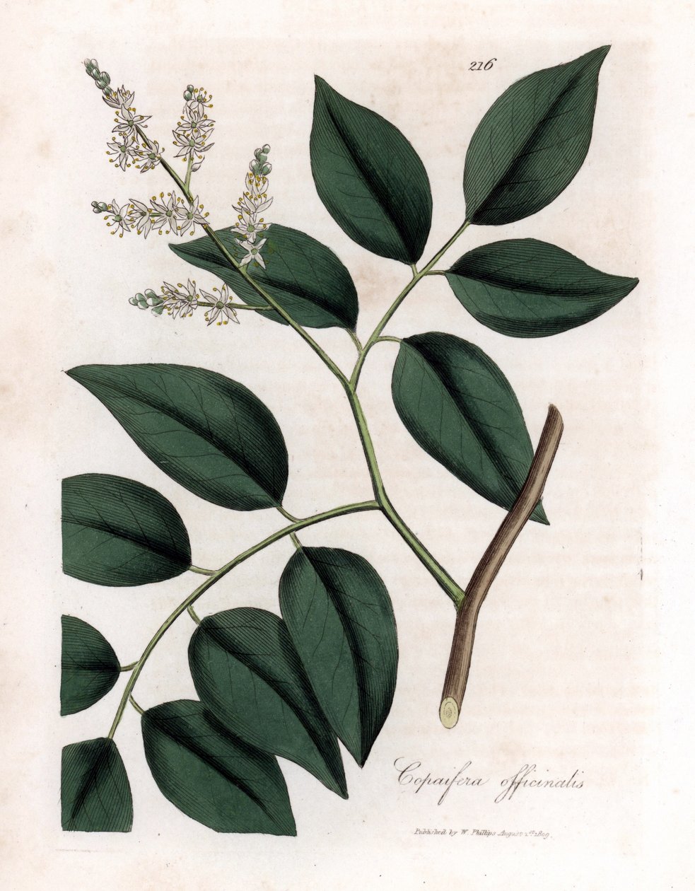 Copaier - Balsam Copaiva, Copaifera officinalis. Ręcznie kolorowany miedzioryt z ilustracji botanicznej autorstwa Jamesa Sowerby