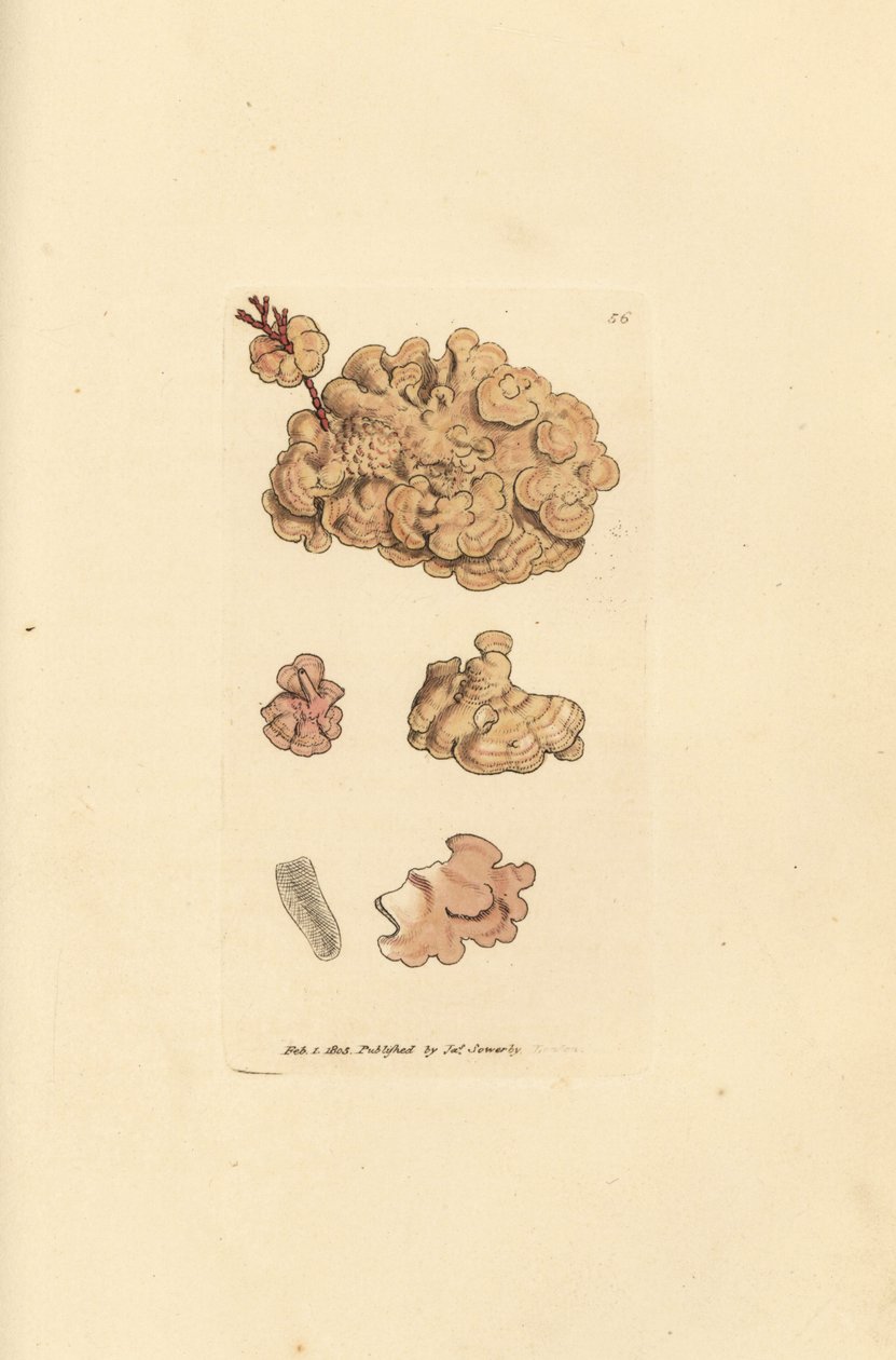 Espécie coralina, Corallina auriculariaeformis. (Cactus coralline, Halimedia opuntia?) Gravura em placa de cobre colorida à mão por James Sowerby de The British Miscellany, ou figuras coloridas de animais novos, raros ou pouco conhecidos.polonês autorstwa James Sowerby