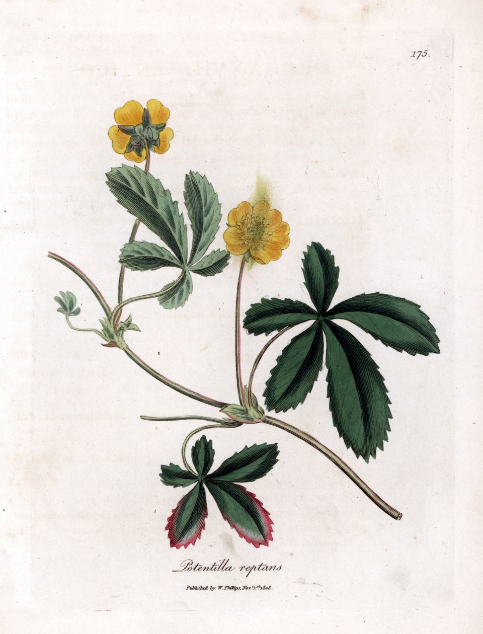 Pełzający pięciornik lub quintefeuille - Pięciornik pospolity, Potentilla reptans. Ręcznie kolorowany miedzioryt z ilustracji botanicznej autorstwa Jamesa Sowerby