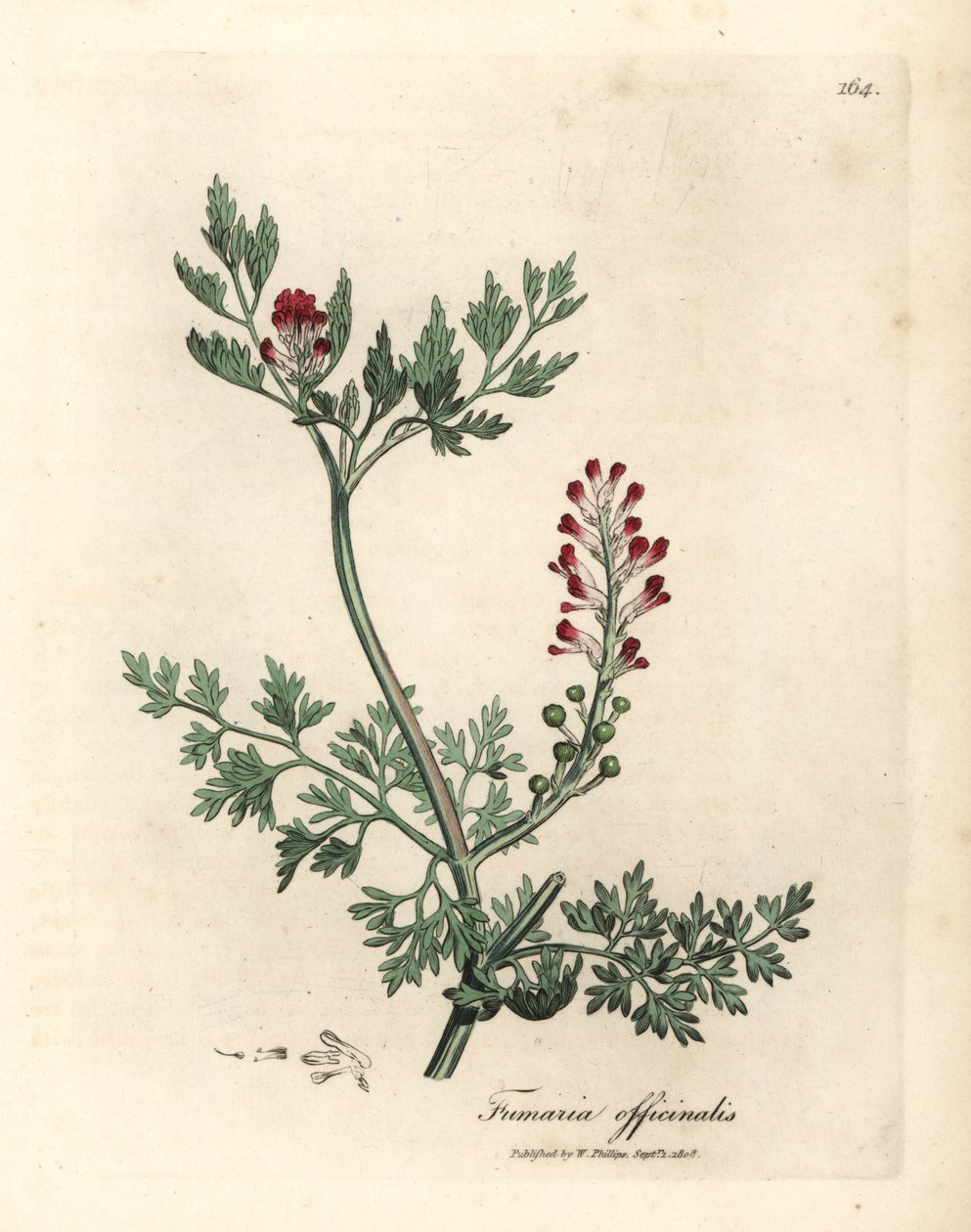 Fumitório florido carmesim, esmalte Fumaria officinalis autorstwa James Sowerby