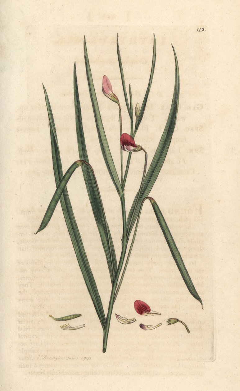Karmazynowa trawa zwyczajna, Lathyrus nissolia. Miedzioryt ręcznie kolorowany według ilustracji autorstwa Jamesa Sowerby