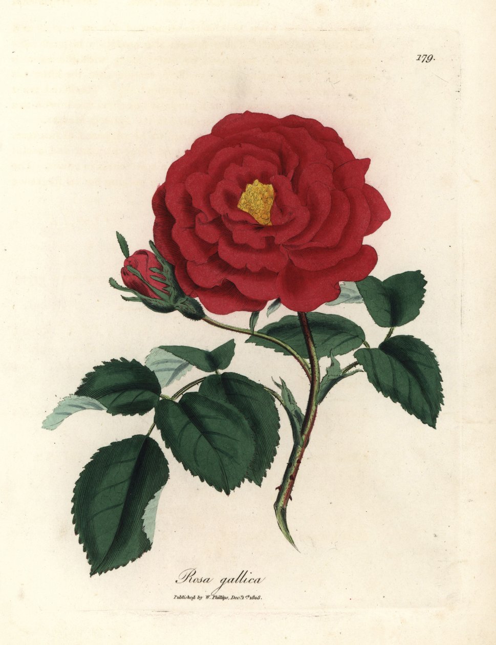 Karmazynowa róża lekarska, Rosa gallica autorstwa James Sowerby