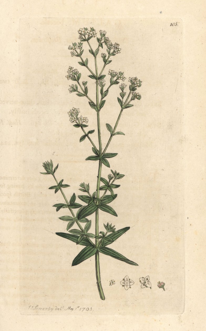 Damska przytulia krzyżowolistna, Galium boreale (gaillet boreal) Ręcznie kolorowany miedzioryt według ilustracji Jamesa Sowerby