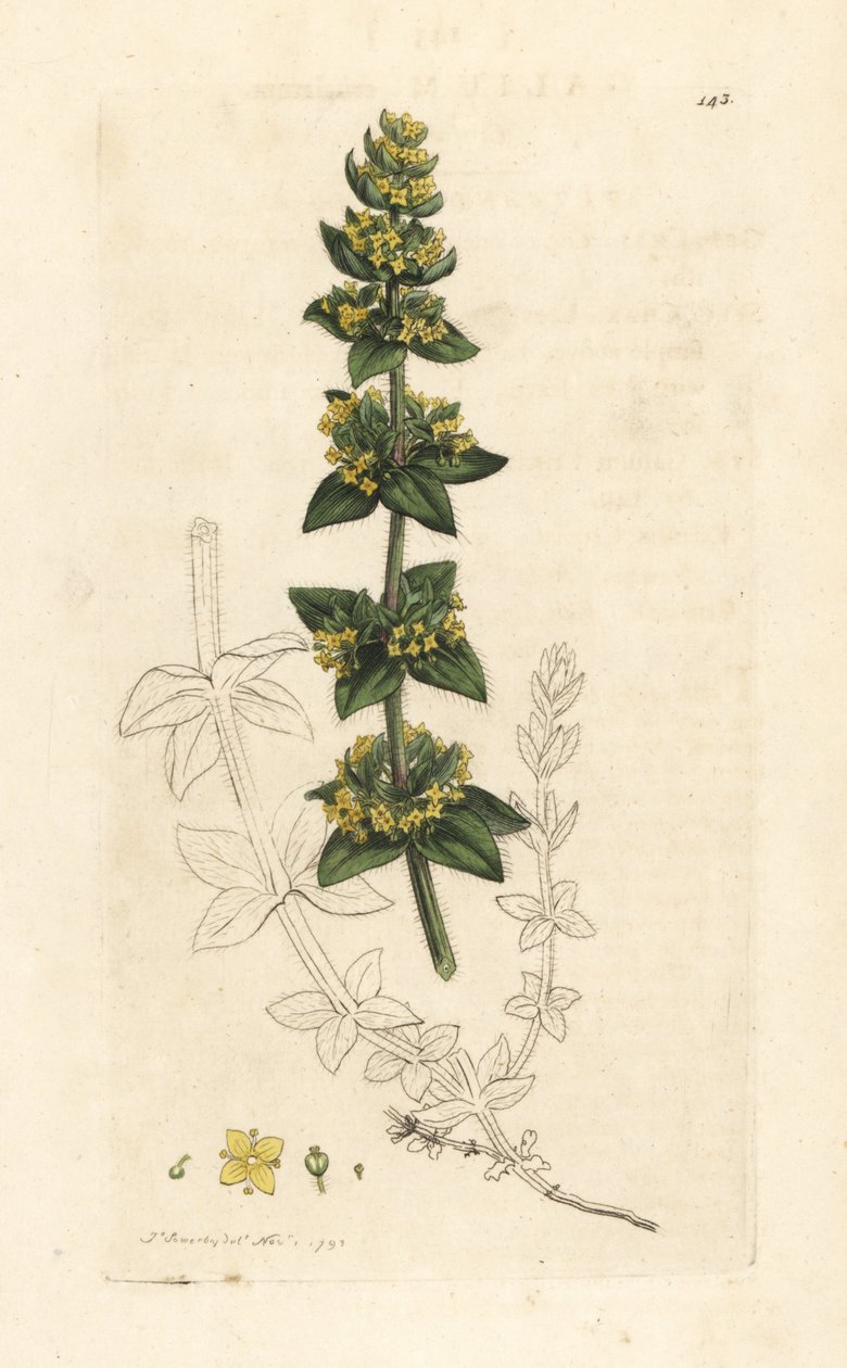 Krzyżówka lub gładka przytulia, Cruciata laevipes (Galium cruciatum). Miedzioryt ręcznie kolorowany według ilustracji autorstwa Jamesa Sowerby