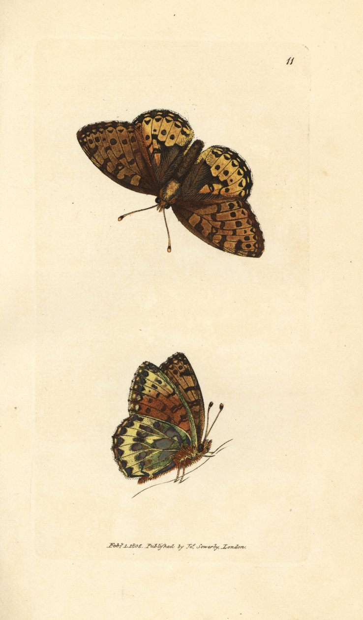 Ciemnozielona fritillary, Argynnis aglaia (motyl Charlotte, Papilio charlotta). Miedzioryt ręcznie barwiony autorstwa Jamesa Sowerby