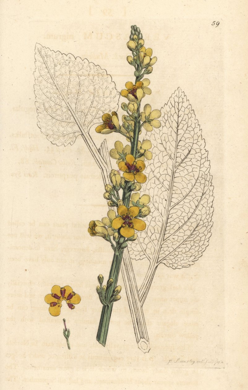 Verbasum nigrum (preto molene) Gravura em placa de cobre colorida à mão após uma ilustração de James Sowerby de James Smith