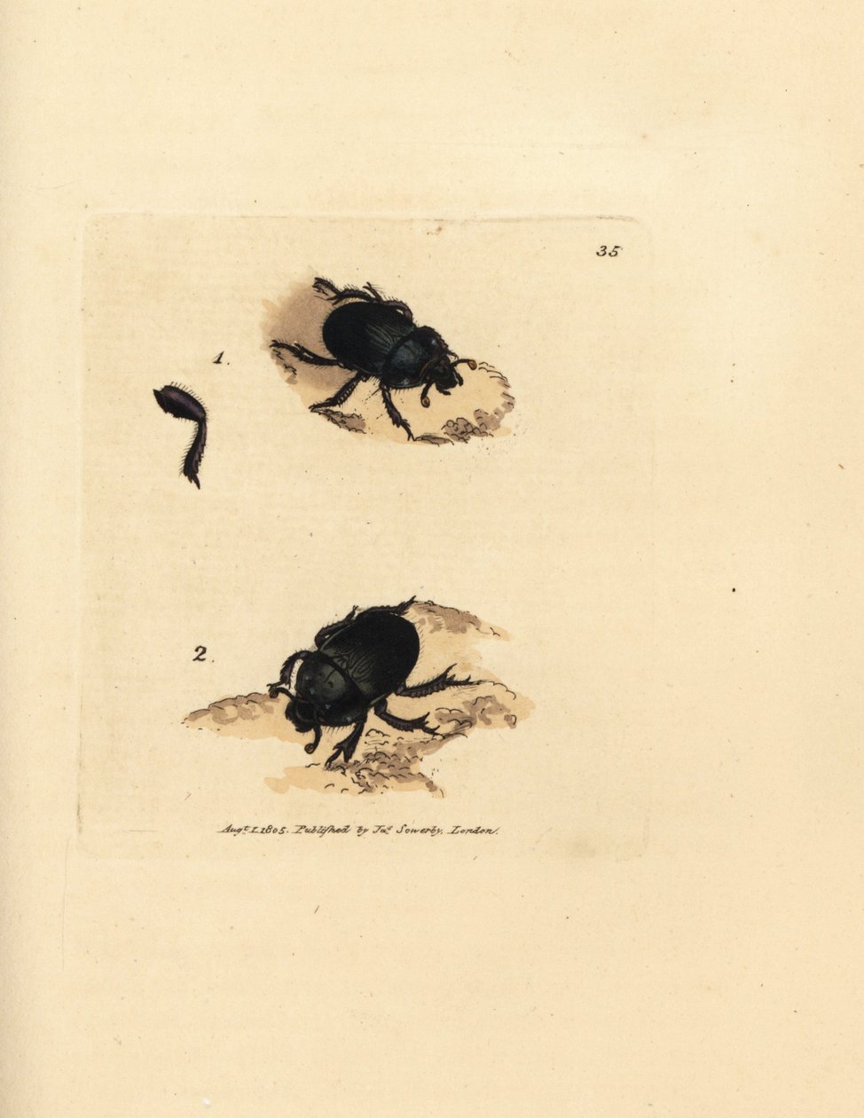 Dor chrząszcz lub chrząszcz gnojowy, Geotrupes puncticollis (Scarabaeus spiniger). Miedzioryt ręcznie barwiony autorstwa Jamesa Sowerby