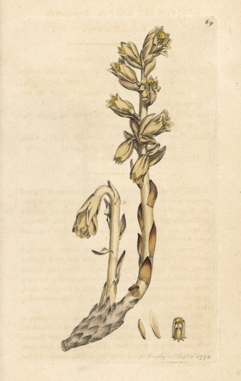 Fajka holenderska, Monotropa hypopitys (Żółte ptasie gniazdo, Monotropa hypopithys) (Aristoloche) Ręcznie kolorowany miedzioryt według ilustracji Jamesa Sowerby