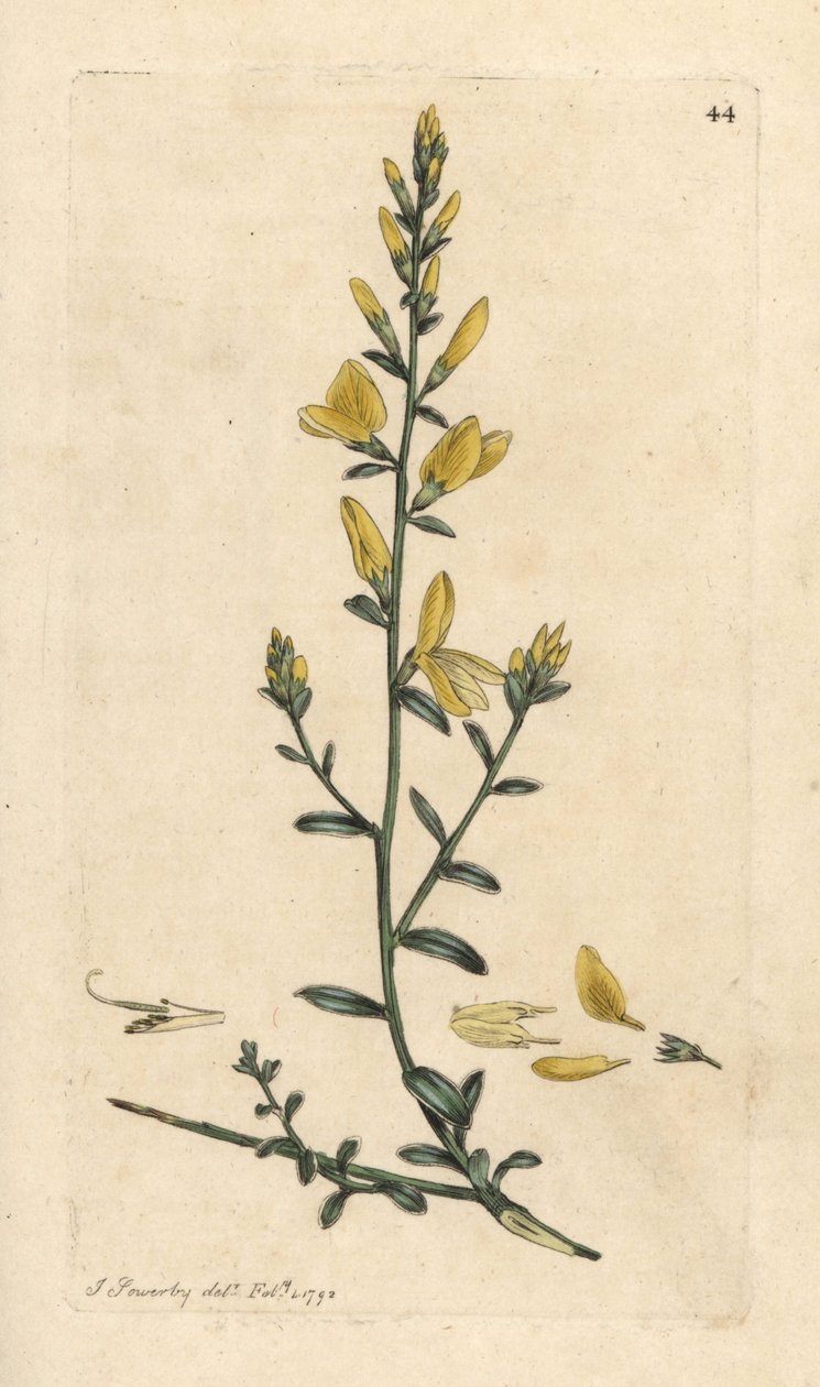 Dyerpa escoba icha tintorpa verde qura, Genista tinctoria Makiwan llimp