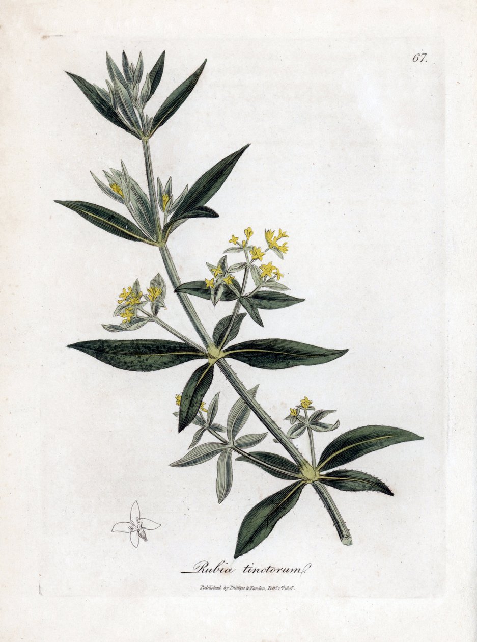 Szaleniec Dyera, Rubia tinctorum. Ręcznie kolorowany miedzioryt z ilustracji botanicznej autorstwa Jamesa Sowerby
