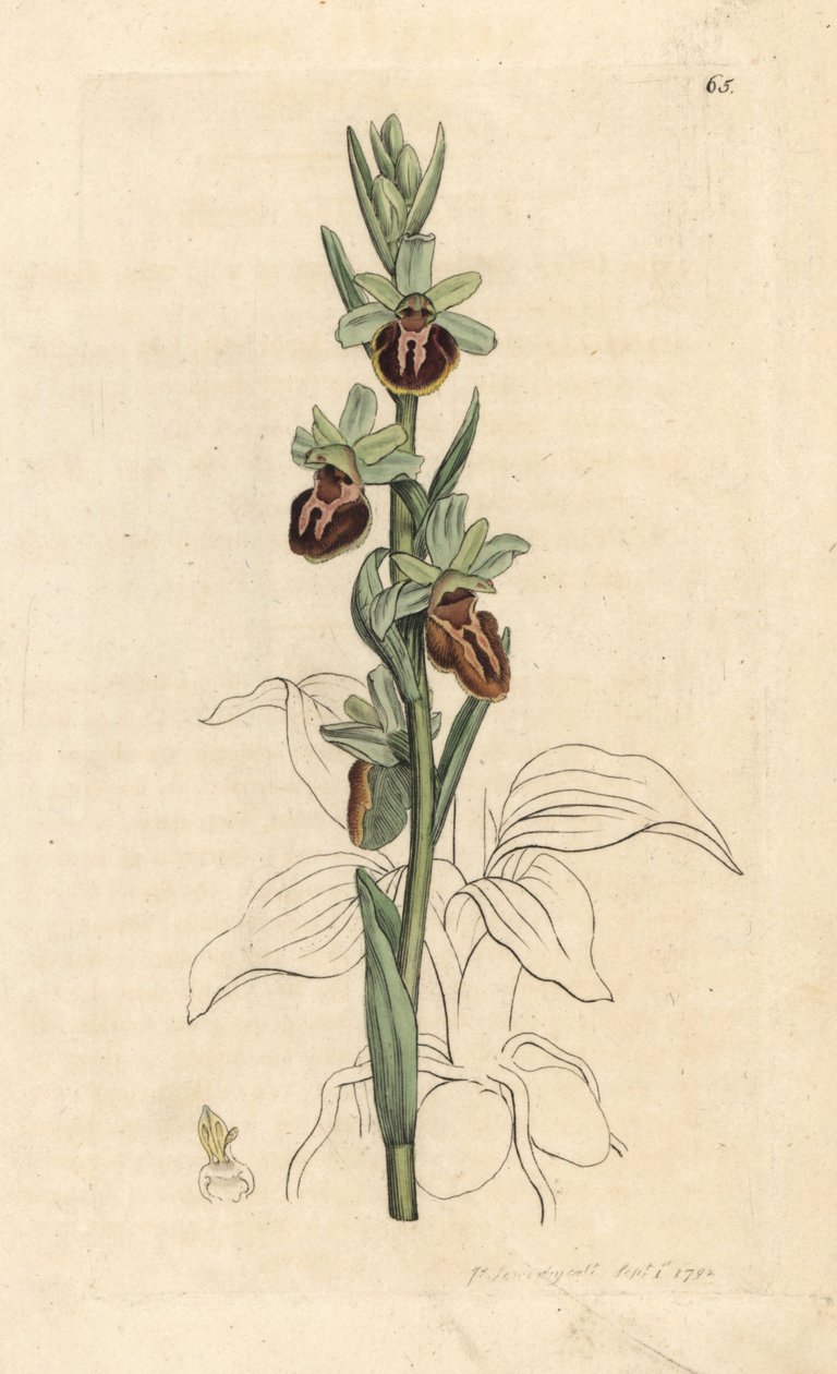 Wczesna orchidea pająka, Ophrys sphegodes (storczyk pająka, Ophrys aranifera). Miedzioryt ręcznie kolorowany według ilustracji autorstwa Jamesa Sowerby