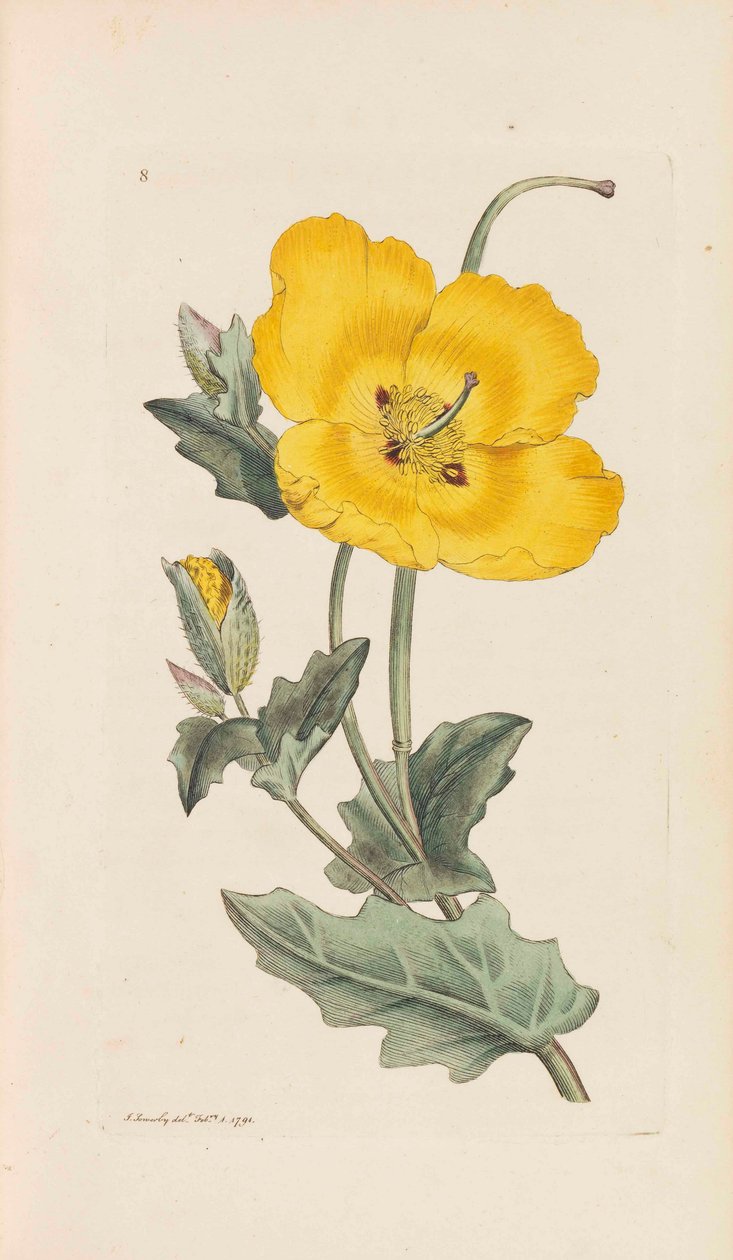 Botanika angielska, 1790-1800. autorstwa James Sowerby